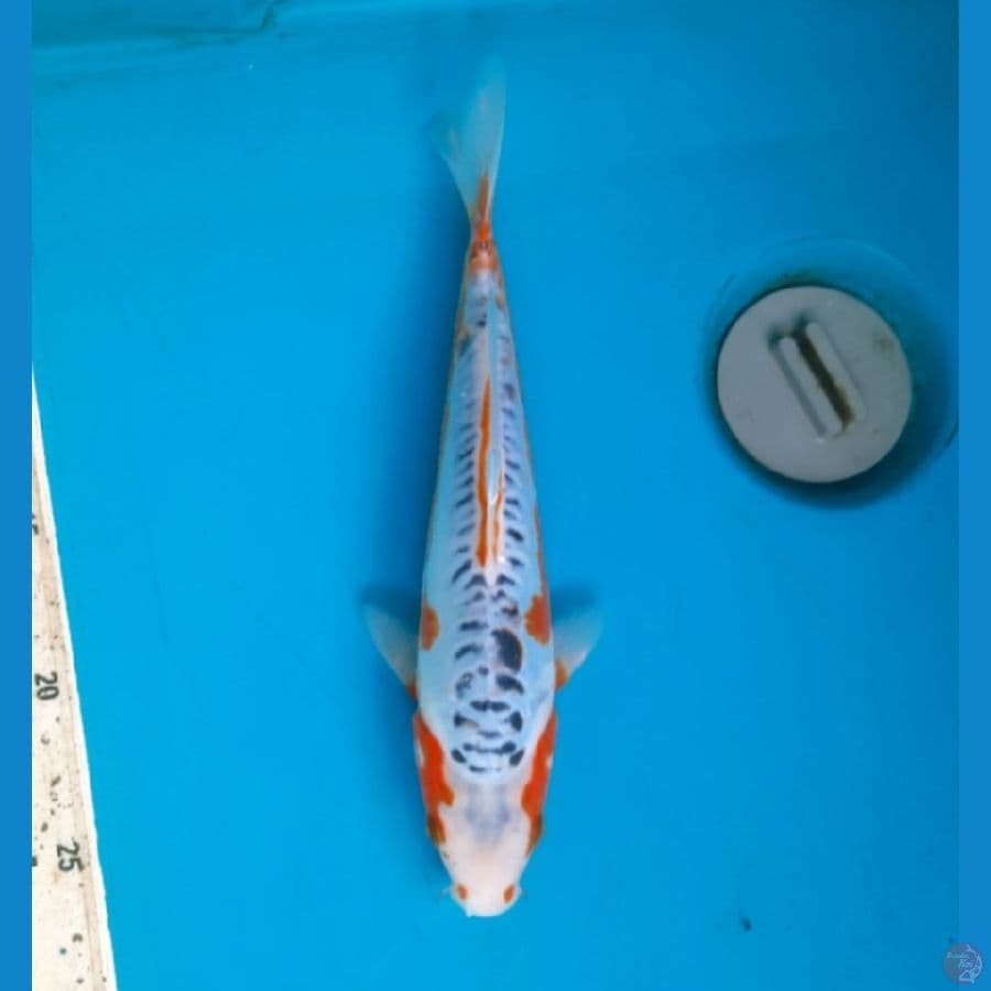 Shusui 26cm