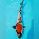 Showa jantan 36cm