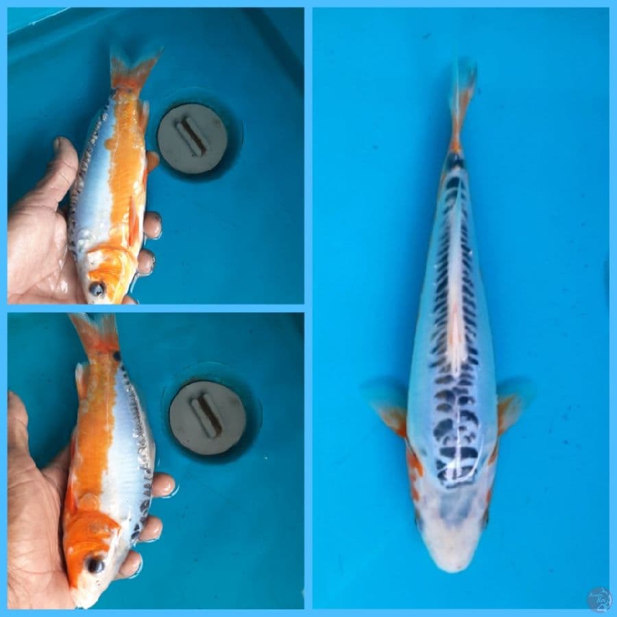 Shusui 23cm