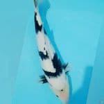 Shiro 40cm