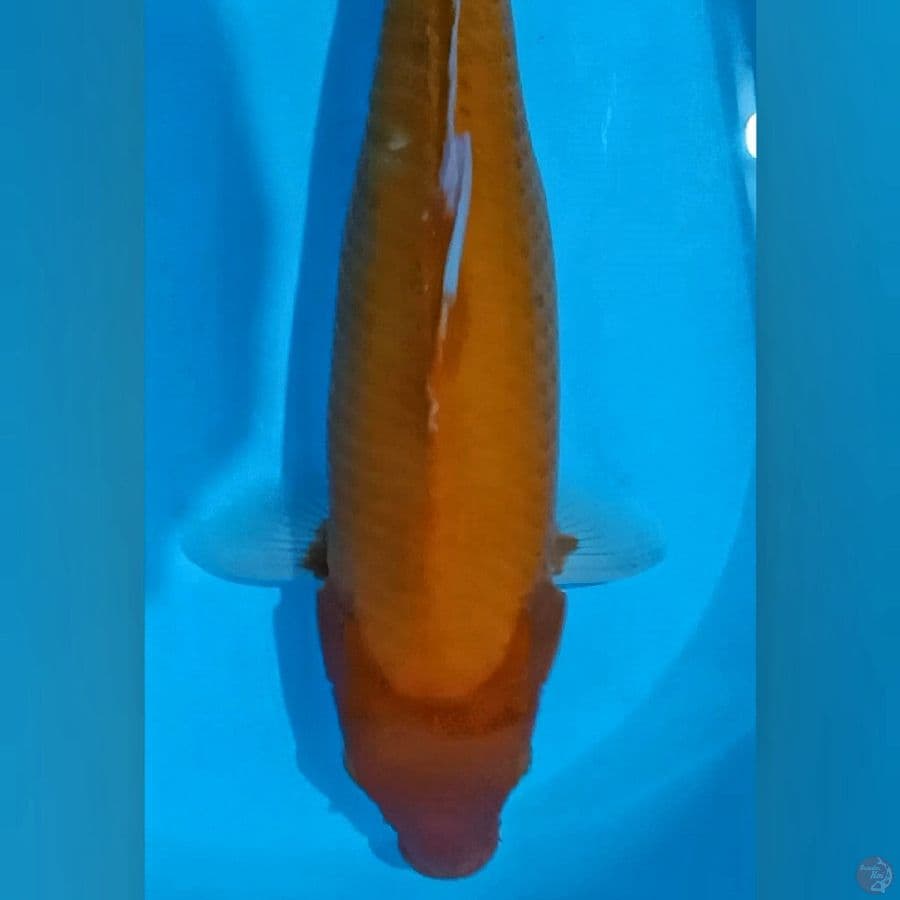 aka Hajiro 48cm