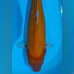 aka Hajiro 48cm