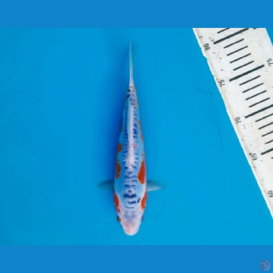 Shusui 23cm