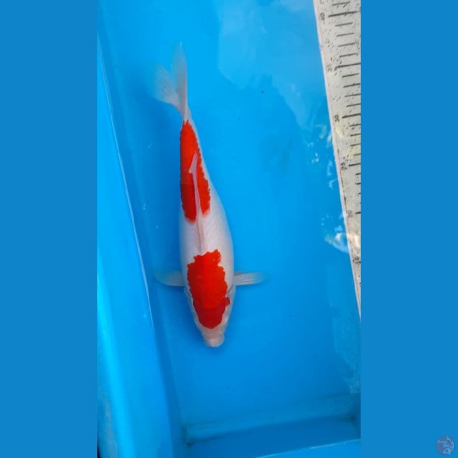 kohaku