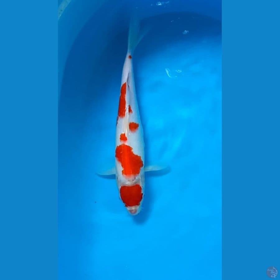 Kohaku | 36cm | male