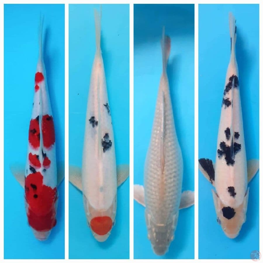 Mix Koi Sanke Surogoi Bekko