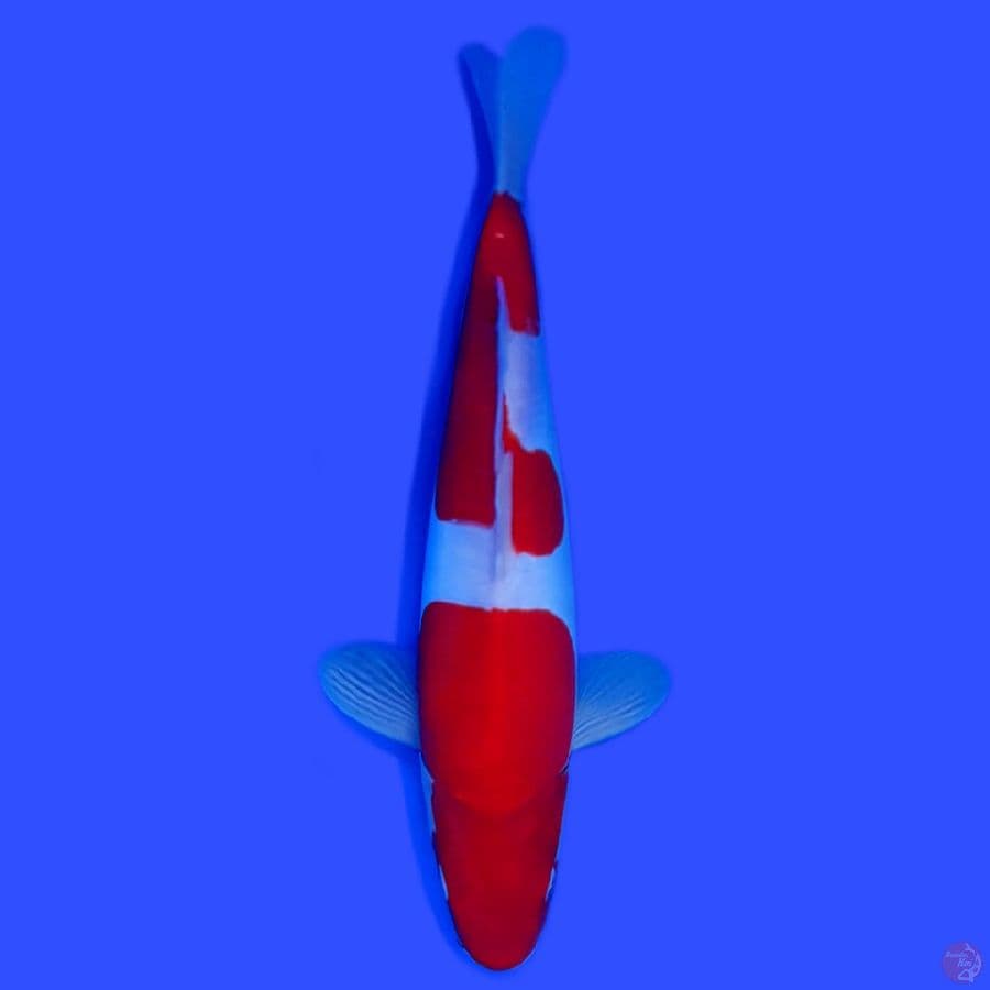 KOHAKU DOITSU 30CM HALUSS~female.