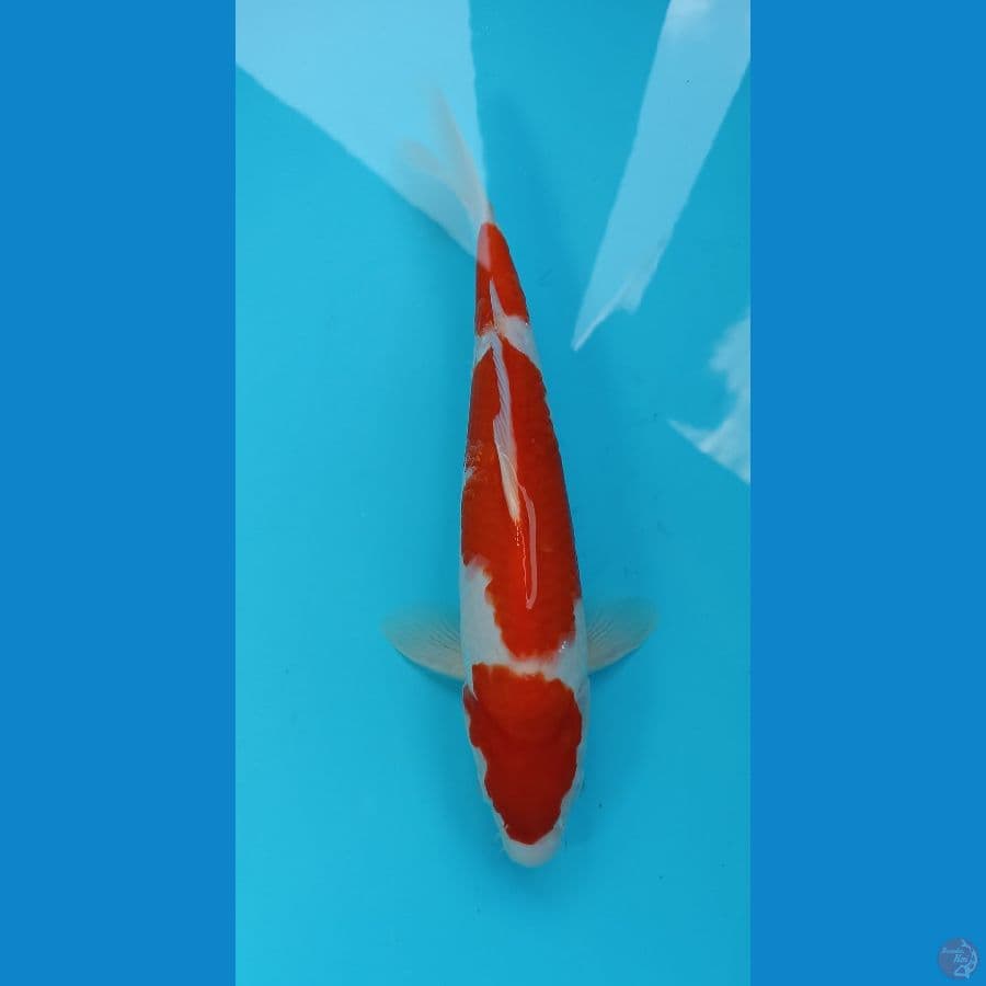 kohaku 29cm