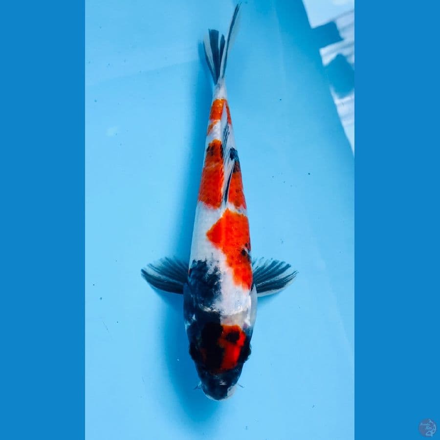 maruten showa 26 cm