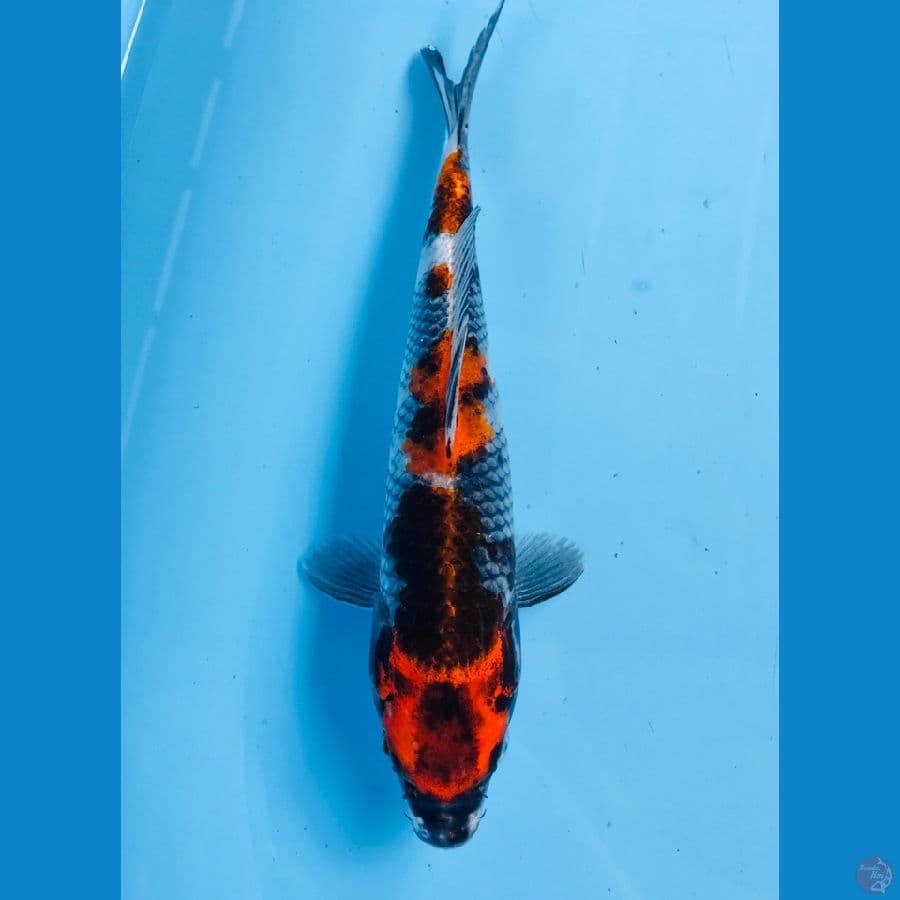 kage showa 25 cm