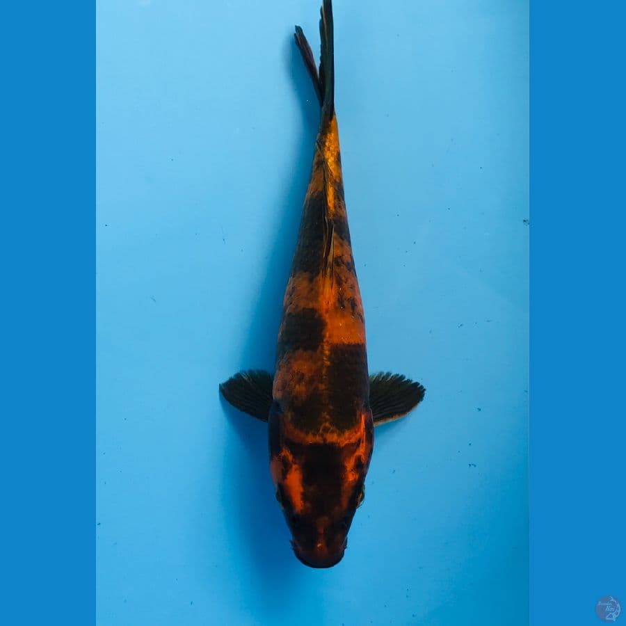 hi utsuri 24 cm