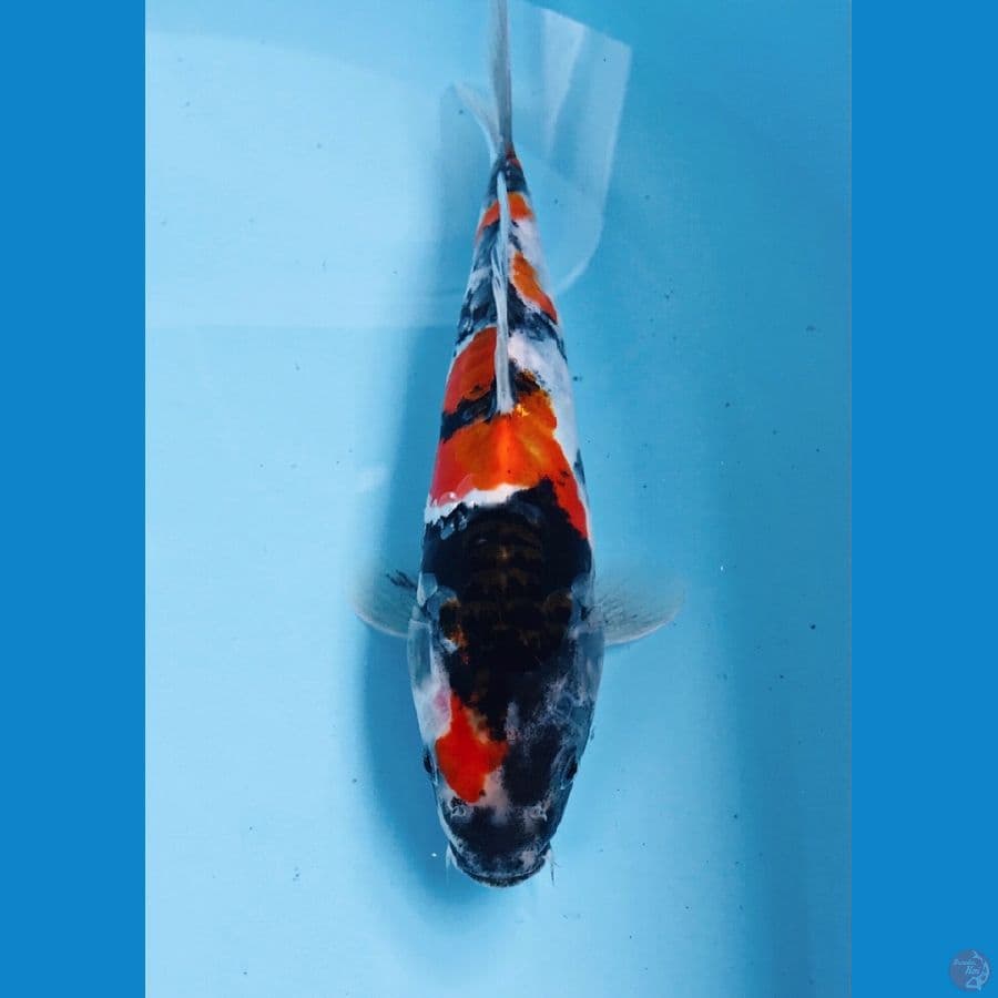 showa doitsu 23 cm