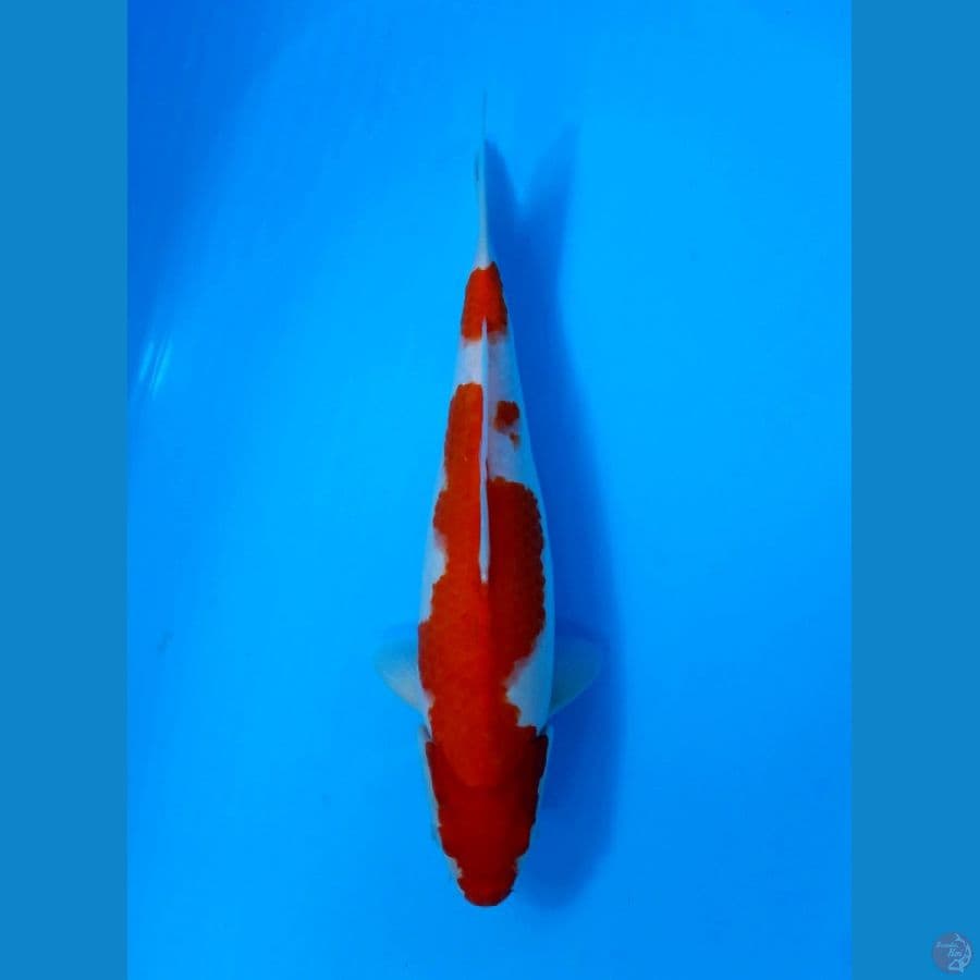 KOHAKU 33CM - FEMALE