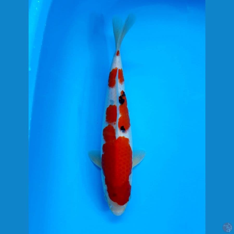 SANKE 32CM - FEMALE