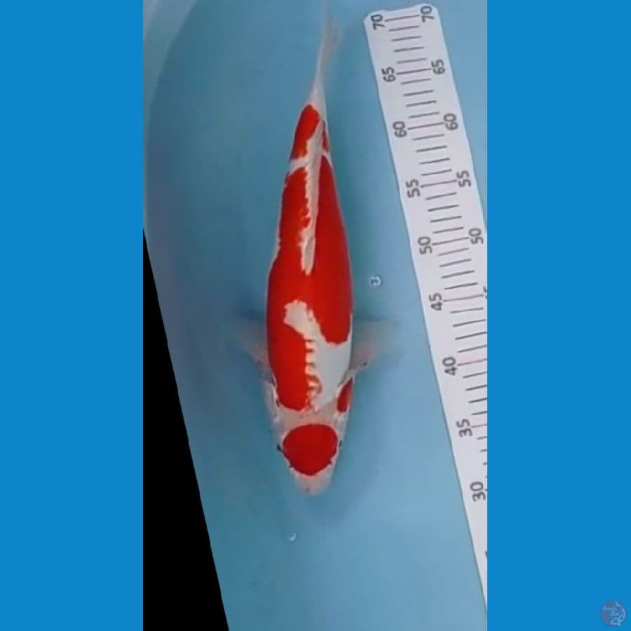 tancho kiko cutting kering 40 cm