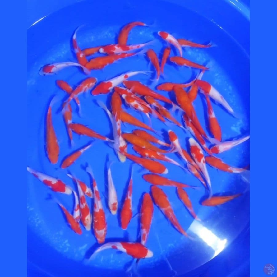 1. PAKET KOHAKU 50 EKOR SIZE 8-15 CM