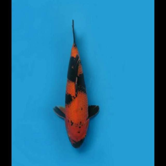 33cm - F1 Hi Utsuri 