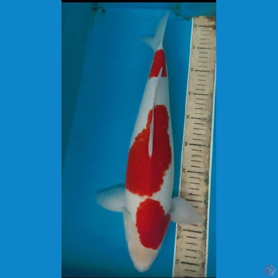 kohaku