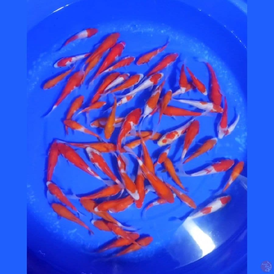 3. PAKET KOHAKU 50 EKOR SIZE 5-15 CM