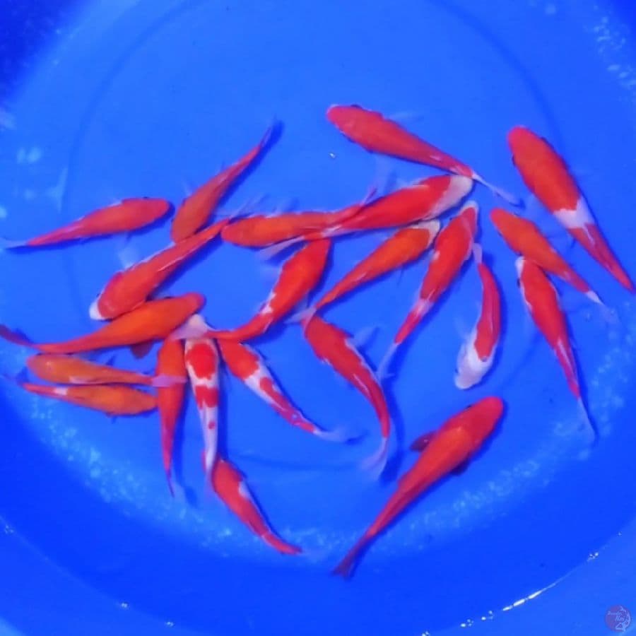 5. PAKET KOHAKU 20 EKOR SIZE 10-15 CM