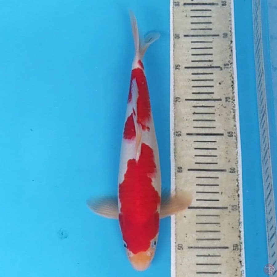 Kohaku Strong ~34