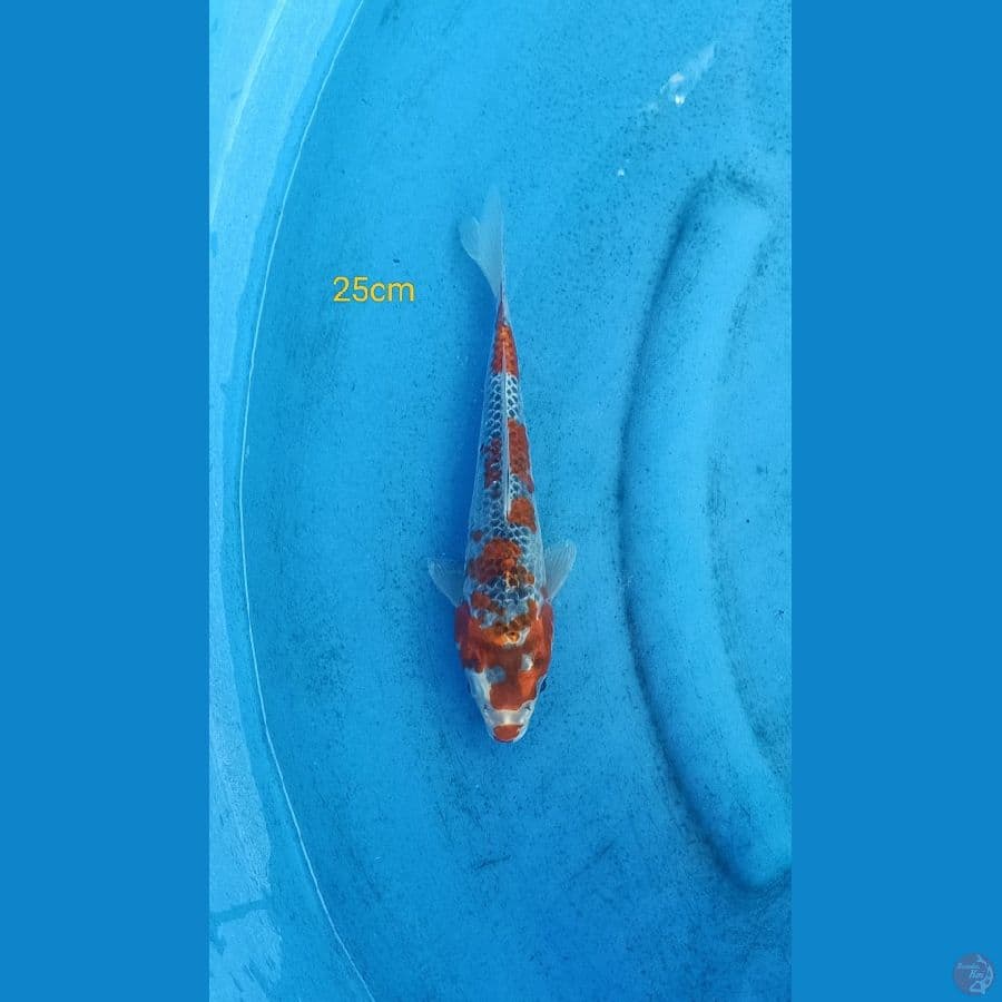 goshiki 25cm