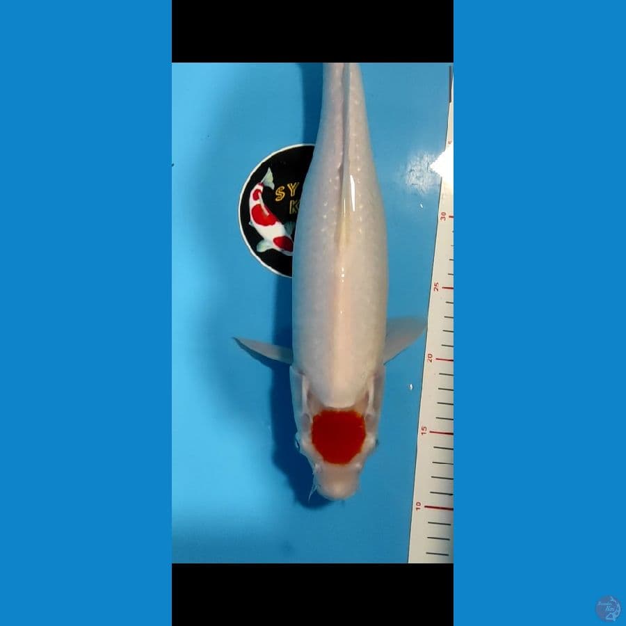Tancho kohaku SQ