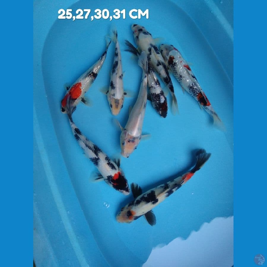 mix 25-31 cm 8 ekor 