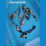 mix 25-31 cm 8 ekor 