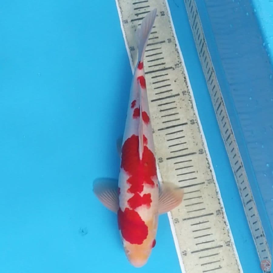 Kohaku Strong ~40