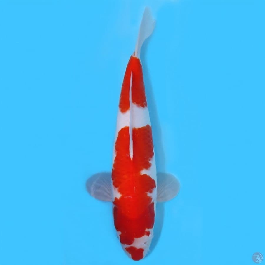 KOHAKU 36CM - MALE