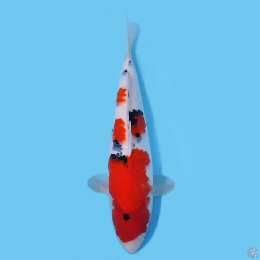 SANKE 38CM - FEEMALE
