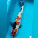 Showa f40cm