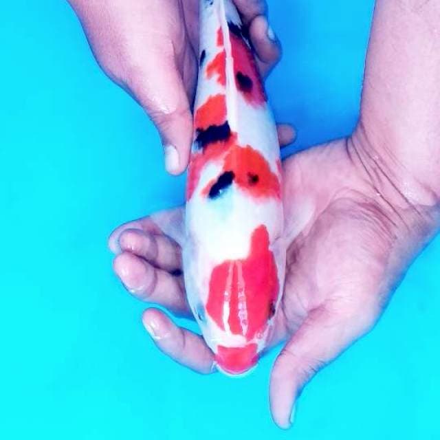 Sanke Sq 27cm