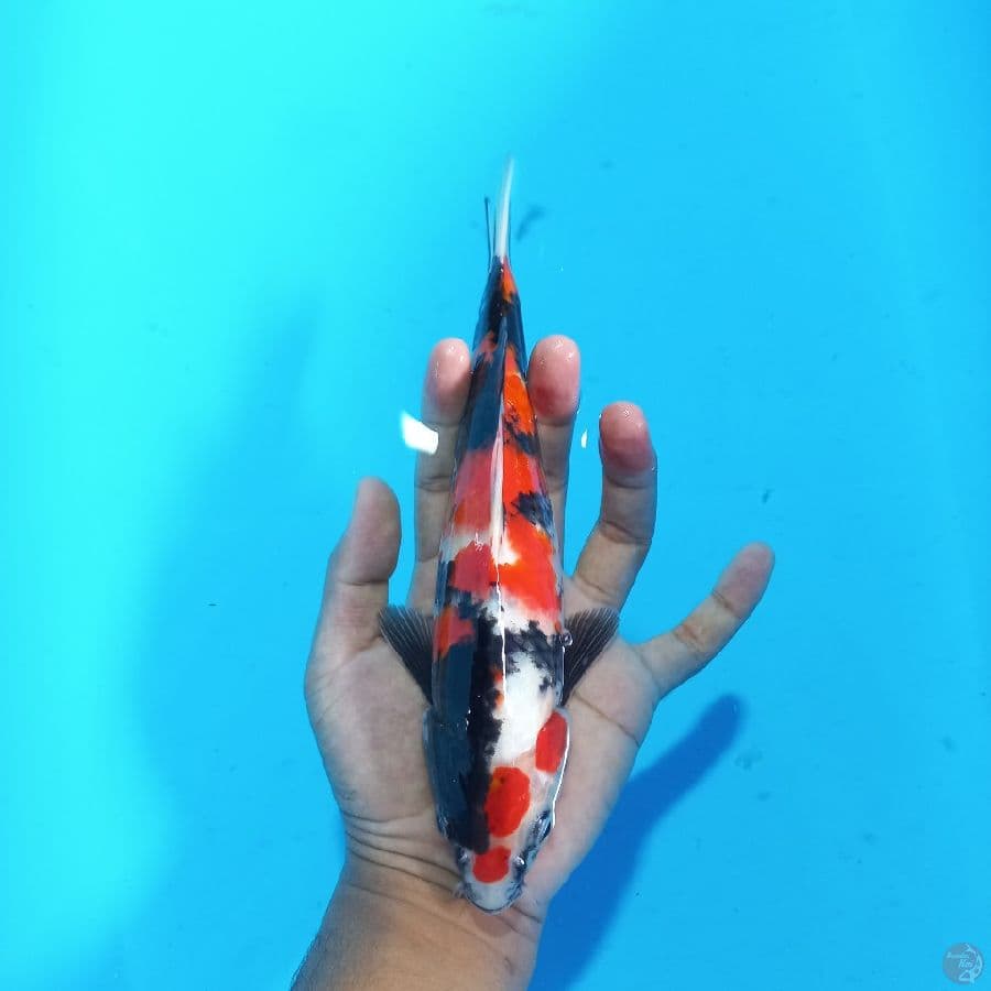 *SHOWA//ML/26 CM*
