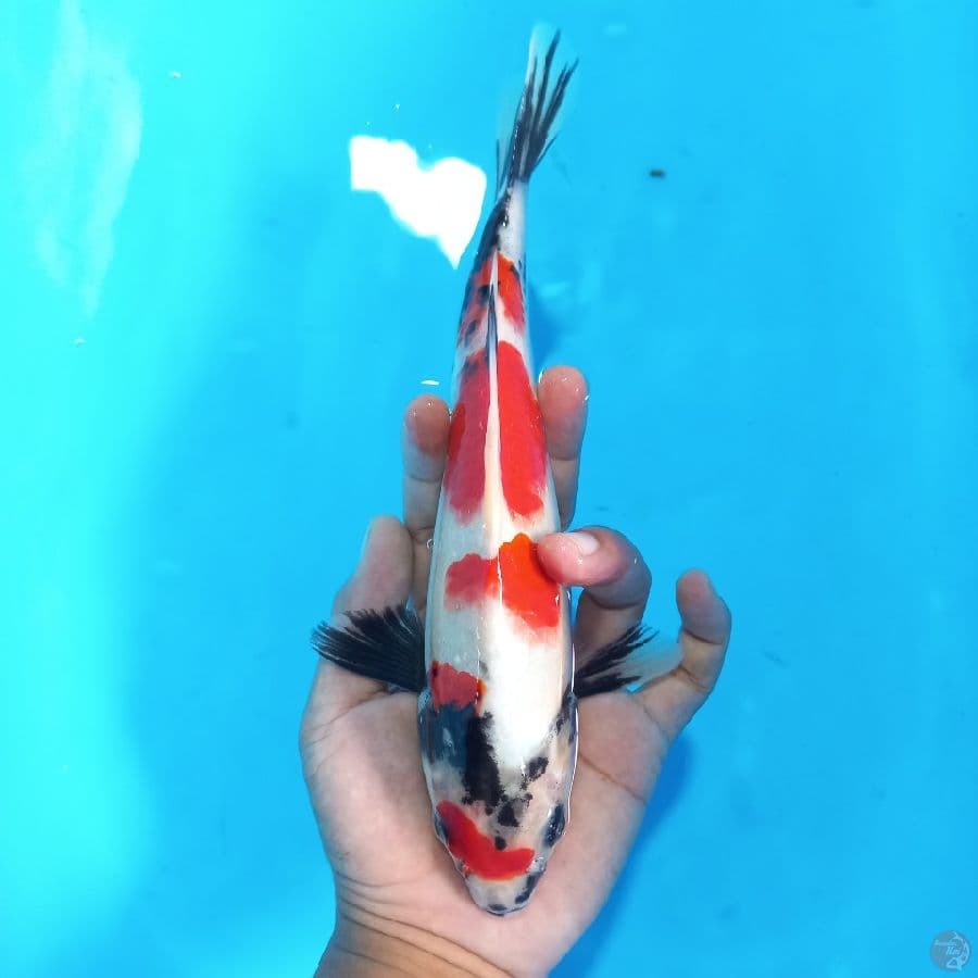*SHOWA//ML/26 CM*