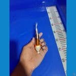 BAHAN KESAYANGAN 16CM