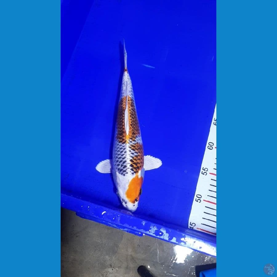 BAHAN KESAYANGAN 32CM