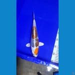 BAHAN KESAYANGAN 32CM