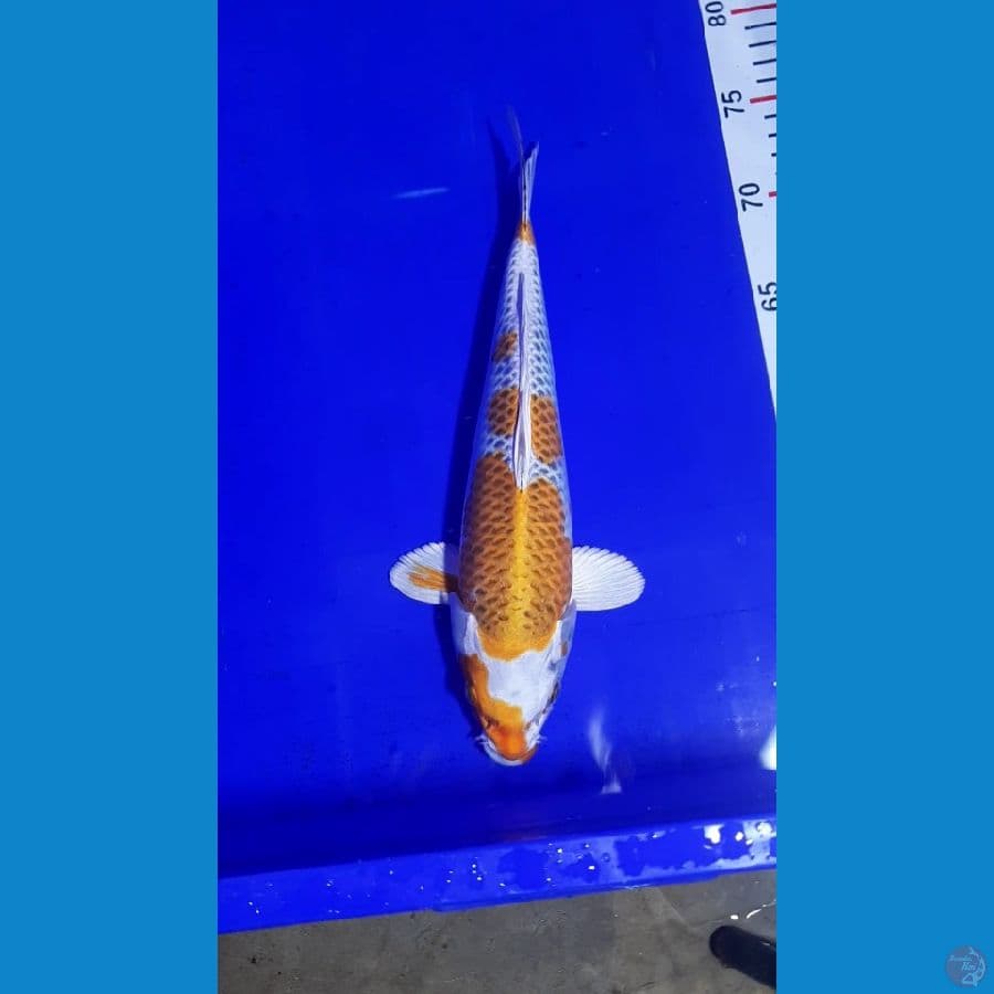 BAHAN KESAYANGAN 28CM