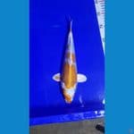 BAHAN KESAYANGAN 28CM