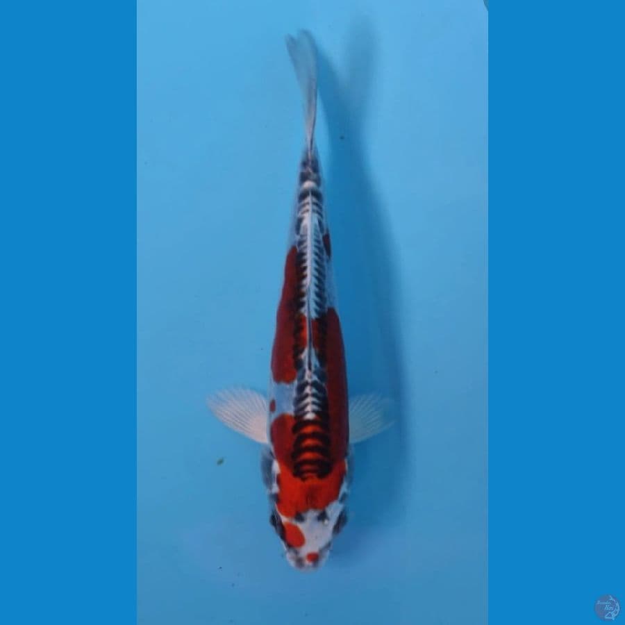 KUJAKU DOIT 14cm