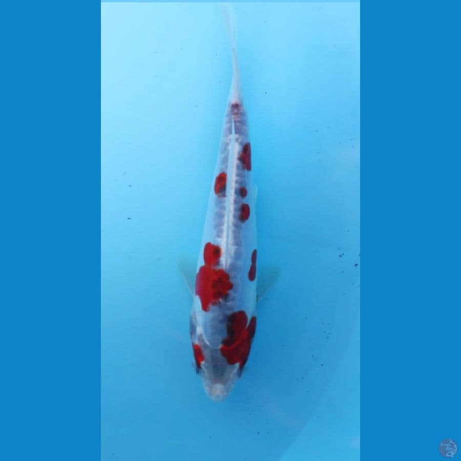 KUJAKU DOIT 16cm