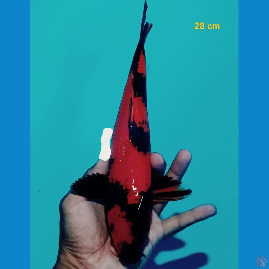 Hiu 28 cm