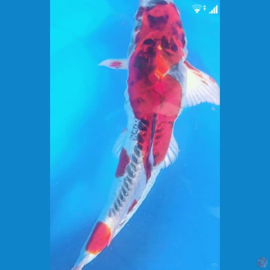 beni kiko strong 30cm