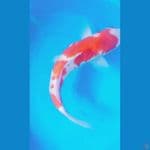 kohaku hq strong 33cm
