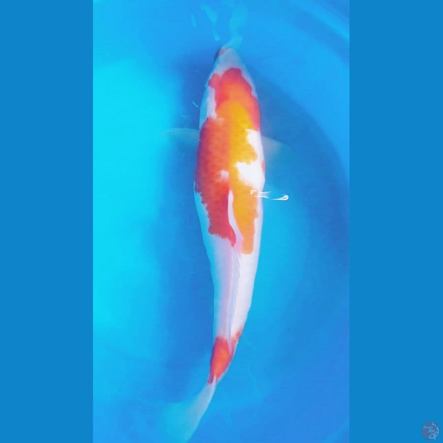 kohaku f37 calon induk