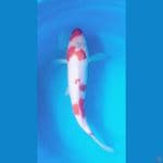 kohaku sakura 32cm 
