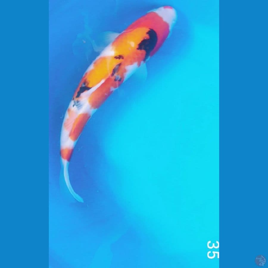 sanke 35cm