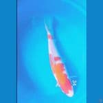 kohaku 34cm 